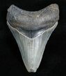 / Inch Megalodon Tooth - Super Serrations #3704-1